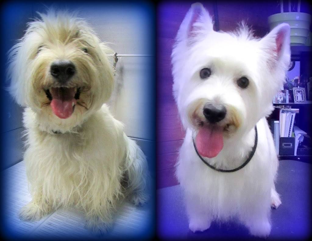 The Hairy Sofa Pet Grooming Boutique | 7730 E 37th St N #100, Wichita, KS 67226, USA | Phone: (316) 866-2990