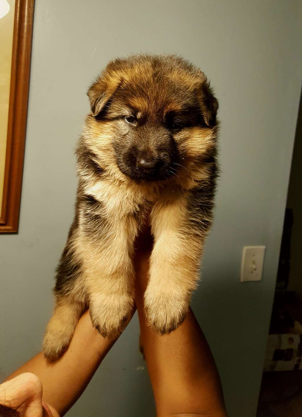 Florida German Shepherd Puppies | 3045 Griffin View Dr, Lady Lake, FL 32159, USA | Phone: (407) 459-1938