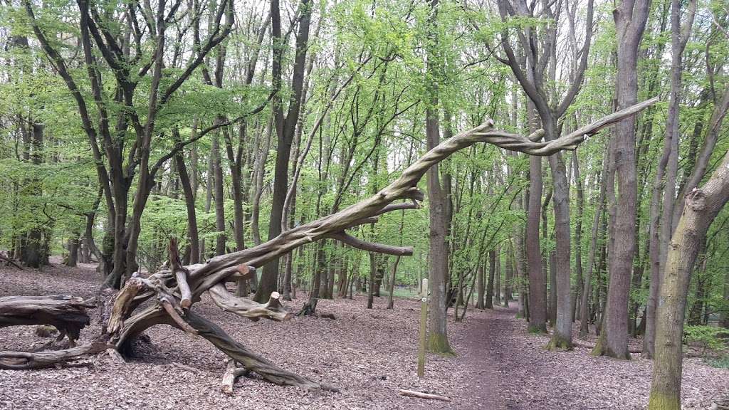 Mardley Heath Nature Reserve | 11 Heath Rd, Welwyn AL6 0TP, UK