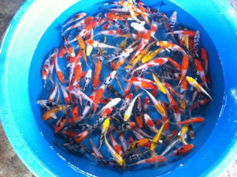 Wholesale Koi Farm | 930 Seventh St, Norco, CA 92860 | Phone: (619) 630-0823