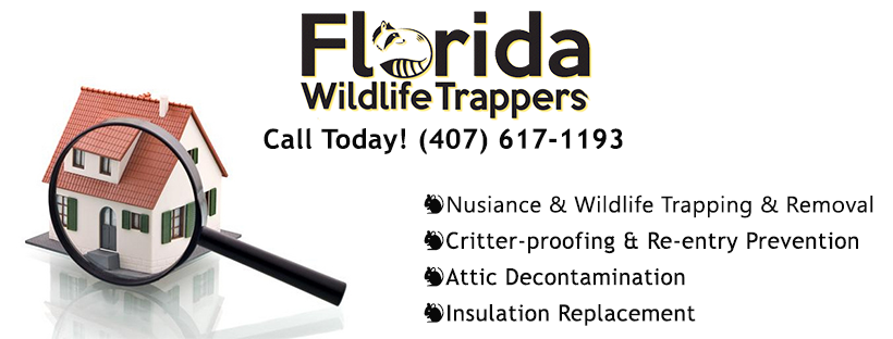 Florida Wildlife Trappers | 13790 Bridgewater Crossings Blvd #1080, Windermere, FL 34786, USA | Phone: (407) 617-1193