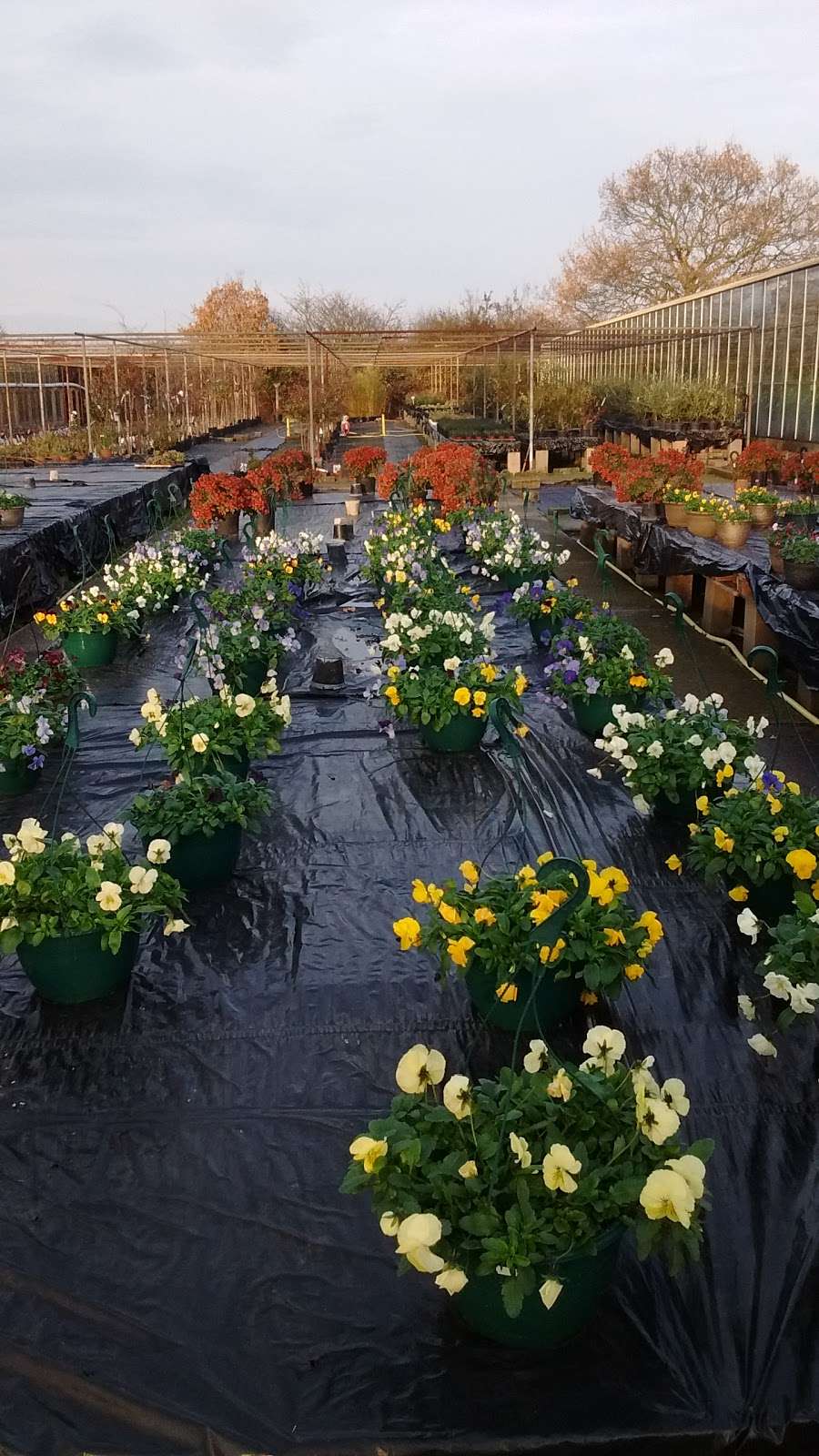 Chapelfield Nursery | Sewardstone Rd, London, Waltham Abbey, London E4 7RE, UK | Phone: 020 8529 1840