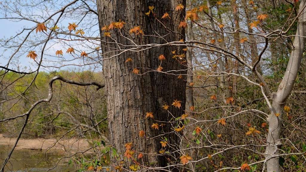 Elizabeth Hartwell Mason Neck National Wildlife Refuge | High Point, Lorton, VA 22079, USA | Phone: (703) 490-4979