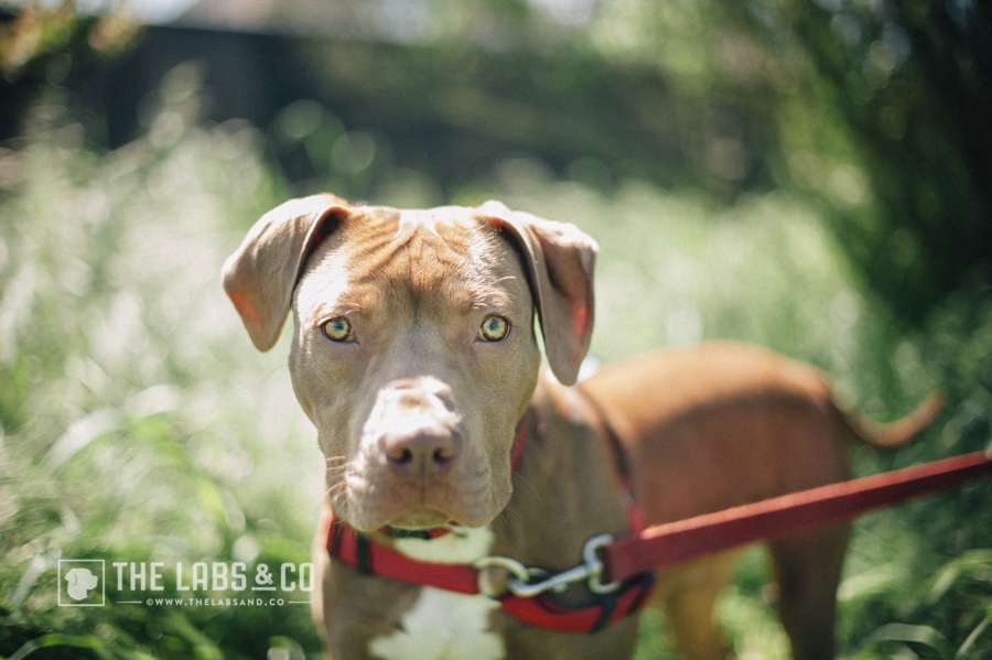 Humane Society of Sonoma County - Santa Rosa | 5345 CA-12, Santa Rosa, CA 95407, USA | Phone: (707) 542-0882