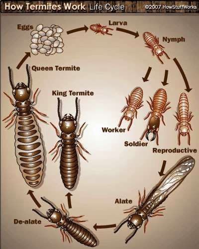 Potomac Termite & Pest Control | 266 Beech Creek Rd, Warsaw, VA 22572, USA | Phone: (804) 761-2397