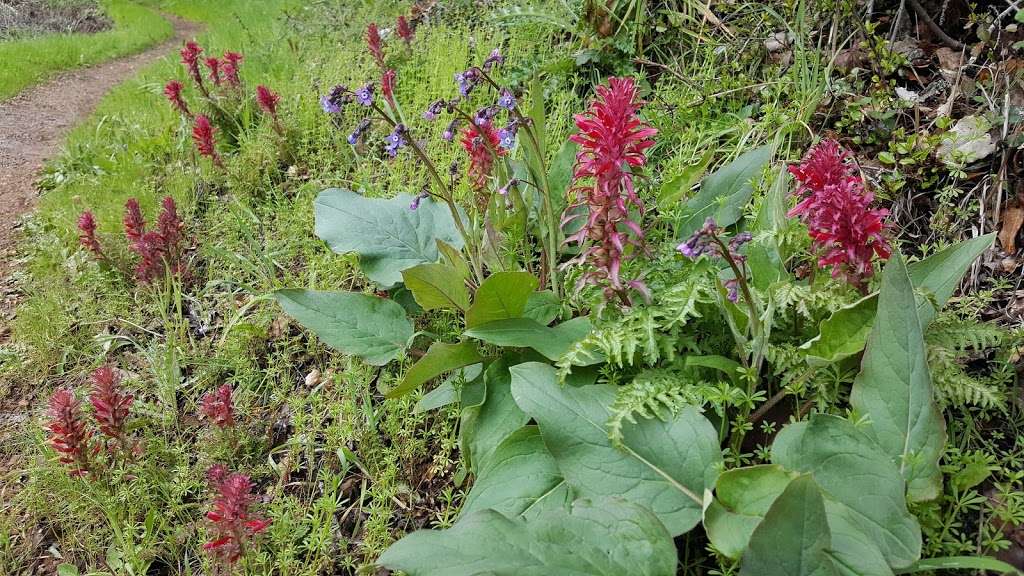 Fern Loop Trail | Fern Loop Trail, Portola Valley, CA 94028, USA | Phone: (650) 329-2423