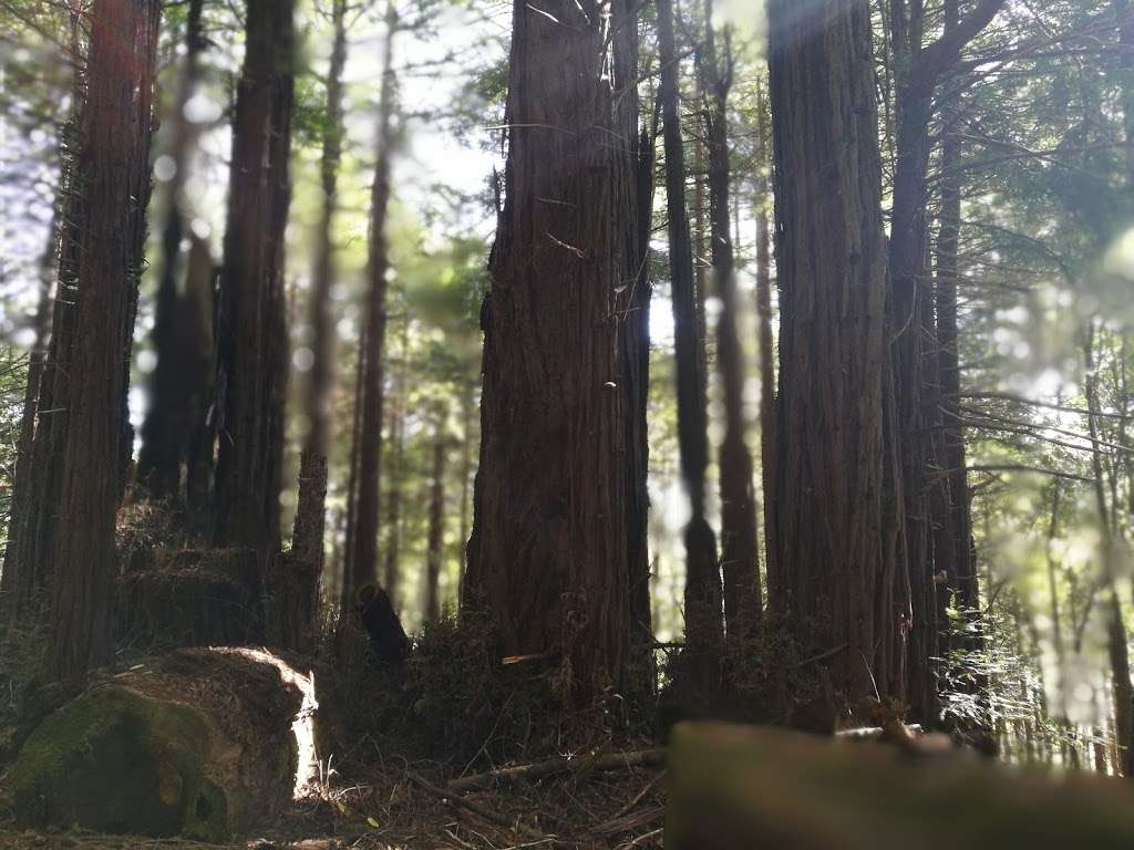 McCormick Creek Camp & Gardens LLC | 9921 Pescadero Creek Rd, Loma Mar, CA 94021, USA McCormick Creek Camp & Gardens LLC | 9921 Pescadero Creek Rd, Loma Mar, CA 94021, USA