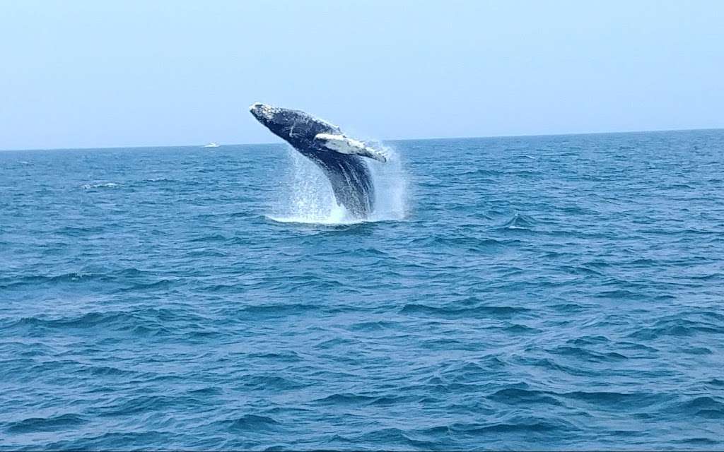 Al Gauron Deep Sea Fishing and Whale Watching | 1 Ocean Blvd, Hampton, NH 03842, USA | Phone: (603) 926-2469