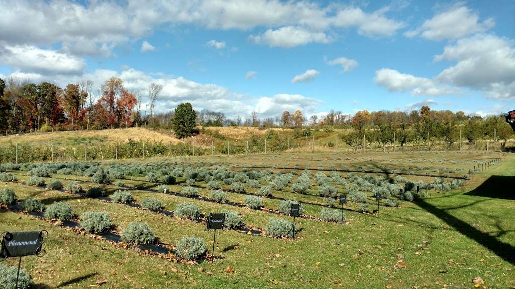 Orchard View Lavender Farm | 101 Karrsville Rd, Port Murray, NJ 07865 | Phone: (201) 341-8147