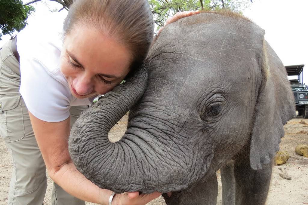 Elephant Havens Wildlife Foundation | 4104 Calculus Dr, Dallas, TX 75244, USA | Phone: (972) 620-2523