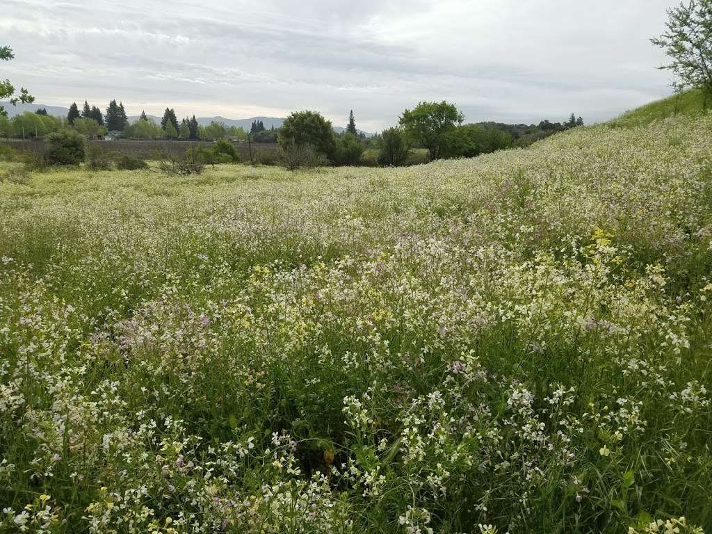 Alston Park Off-Leash Dog Area | Dry Creek Rd, Napa, CA 94558, USA