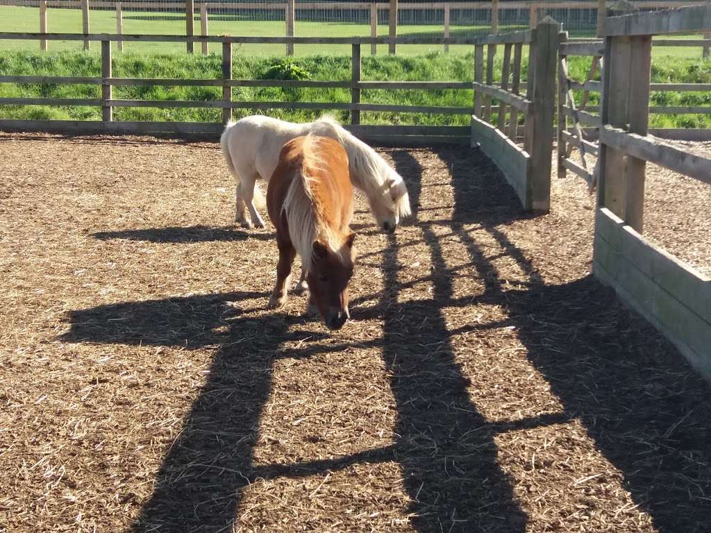 Redwings Horse Sanctuary - Ada Cole | Broadlands, Epping Road, B181, Roydon, Nazeing EN9 2DH, UK | Phone: 0870 040 0033