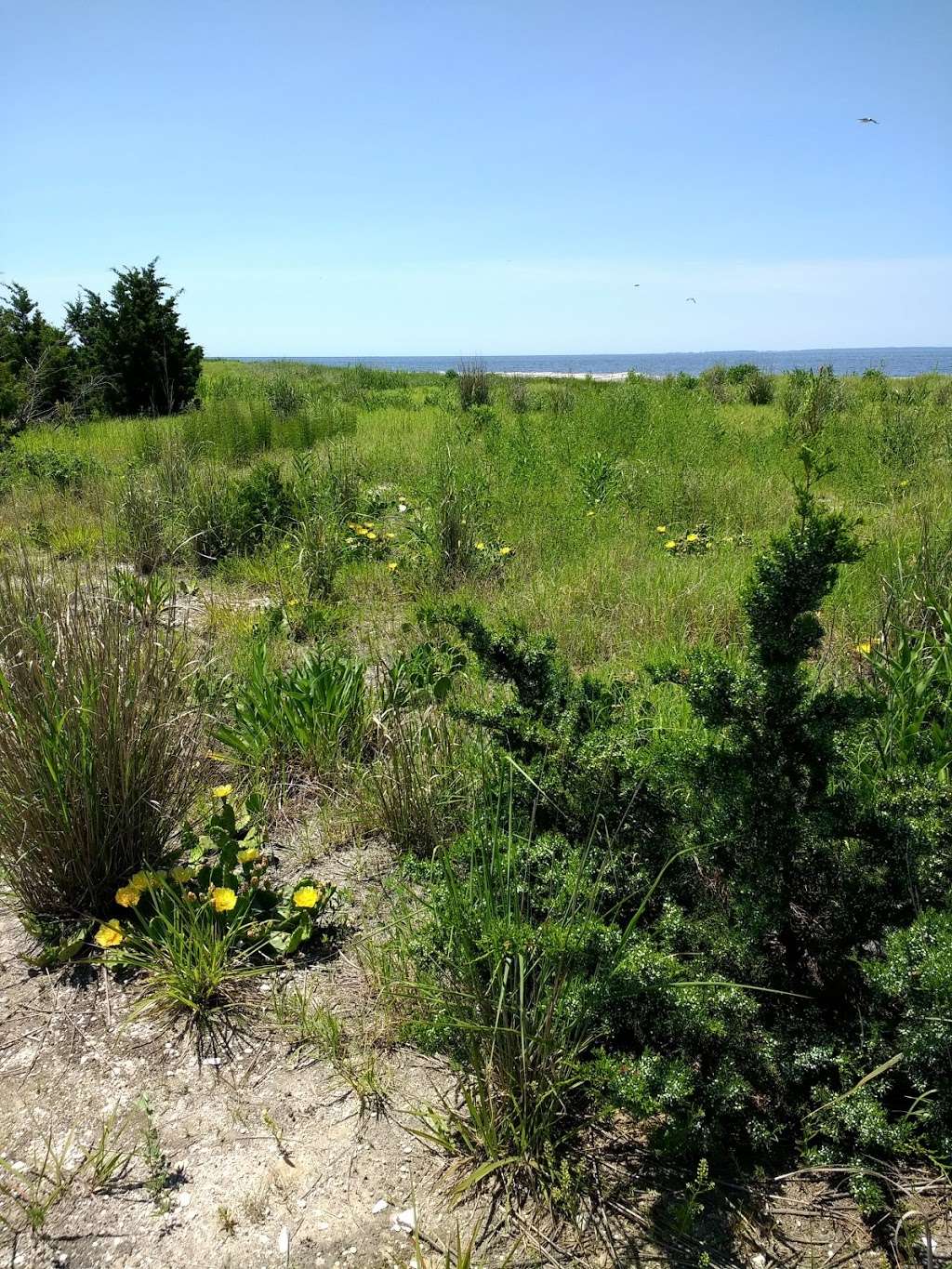 Reeds Beach Jetty | 125 N Beach Dr, Cape May Court House, NJ 08210, USA