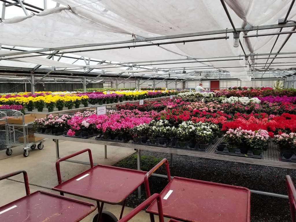 Laysers Flowers Inc | 501 W Washington Ave, Myerstown, PA 17067, USA | Phone: (717) 866-5746