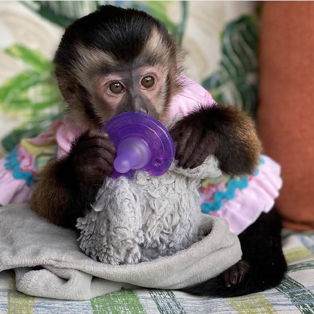 Capuchin Monkey For Sale 2100 Northridge Dr Forney Tx Usa
