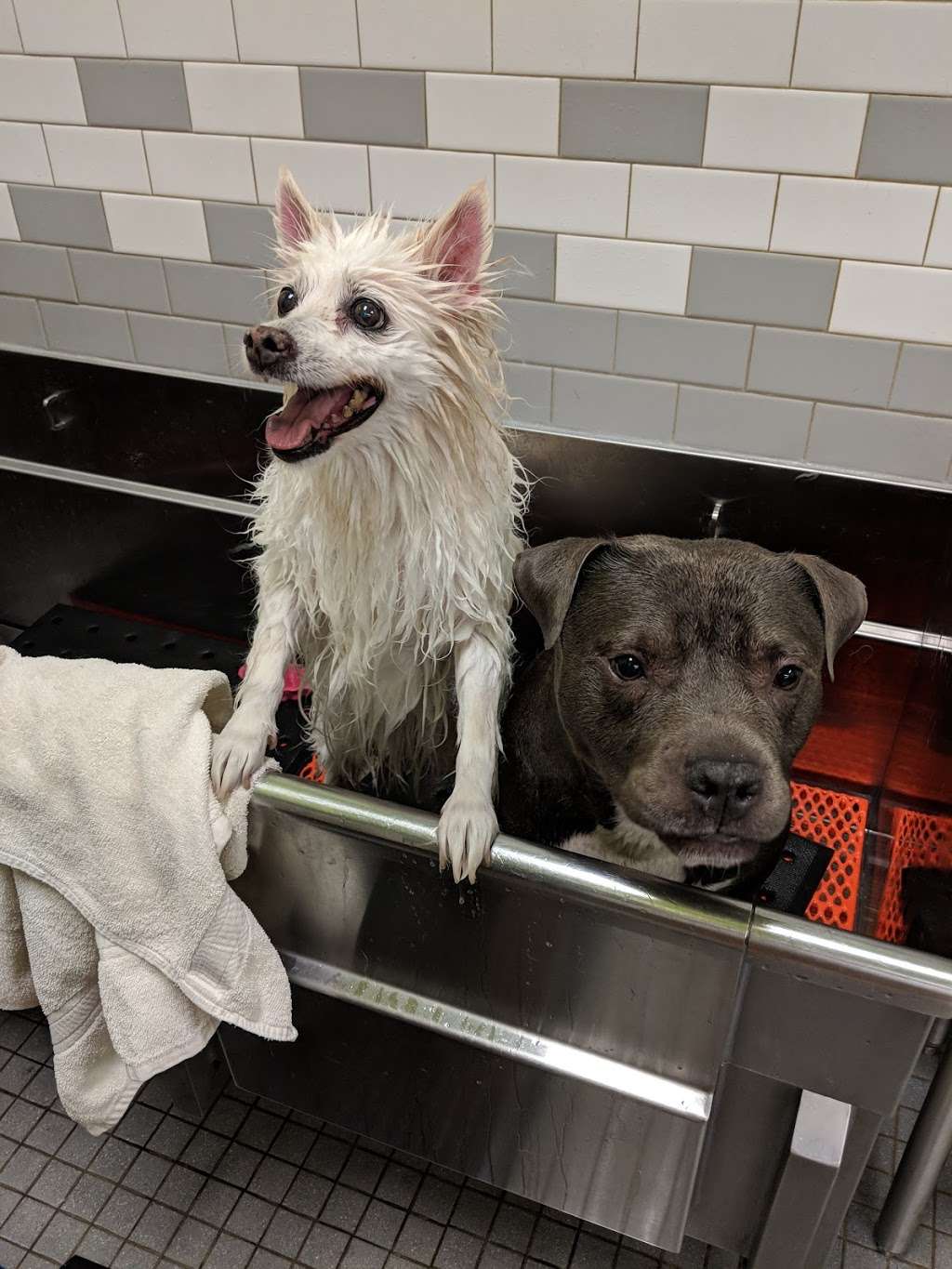 Petco Grooming | 20 Deer Shore Square A, North Babylon, NY 11703, USA | Phone: (631) 667-2802