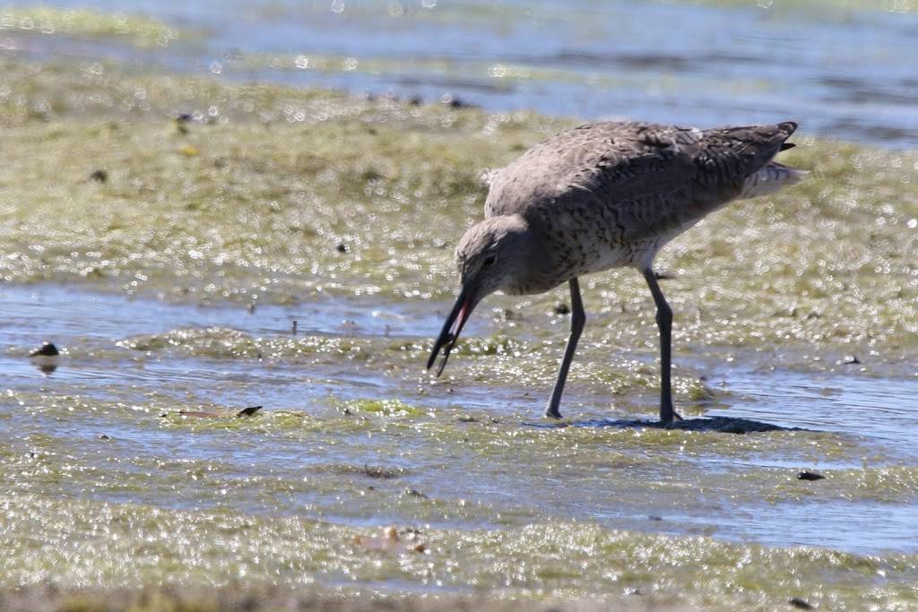 Upper Newport Bay Nature Reserve | 600 Shellmaker Rd, Newport Beach, CA 92660, USA | Phone: (949) 640-1751