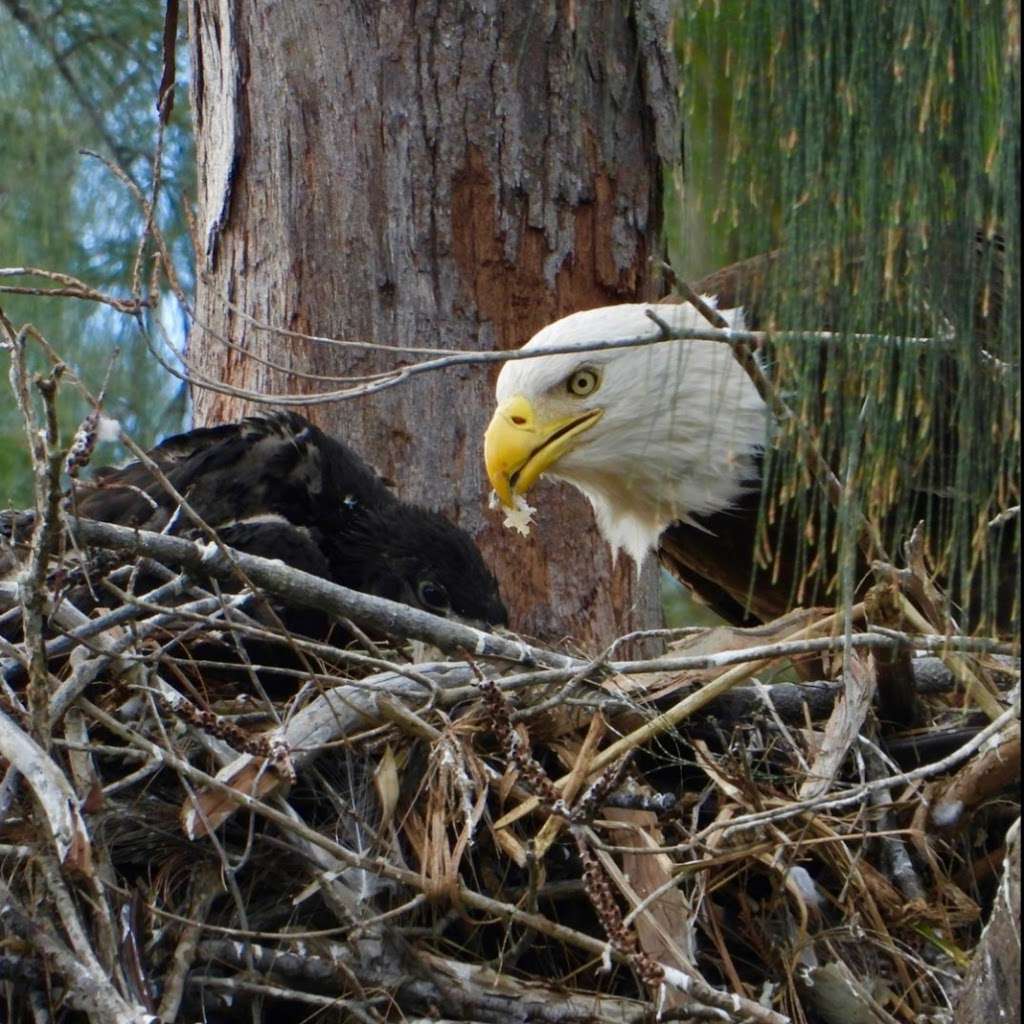 Eagles Nest | Pembroke Pines, FL 33029, USA