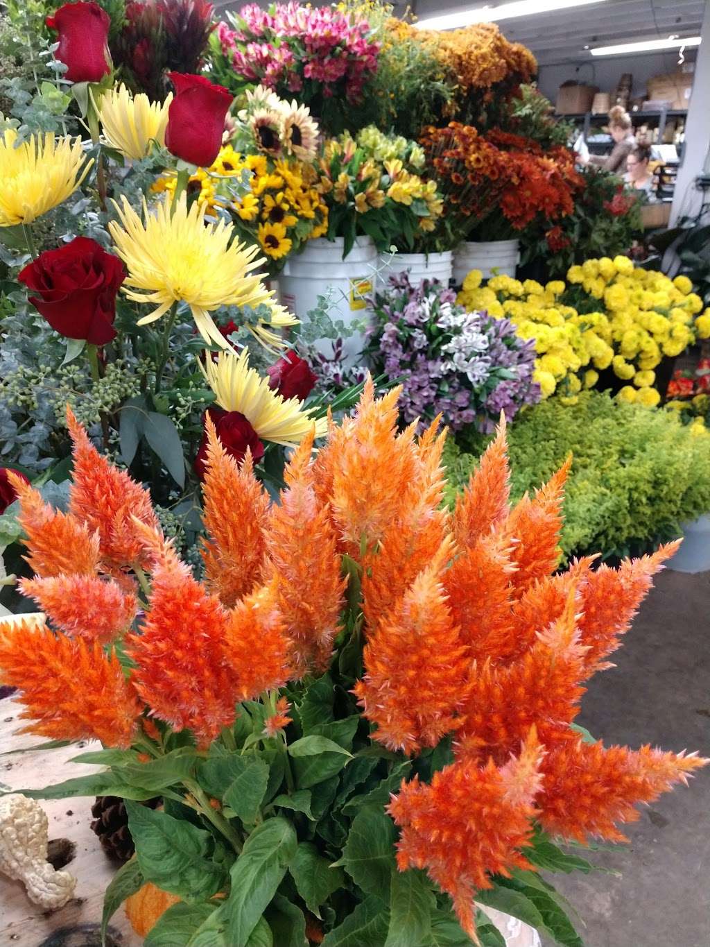 Corinas Wholesale Flowers | 5858 Dryden Pl, Carlsbad, CA 92008, USA | Phone: (760) 603-7914