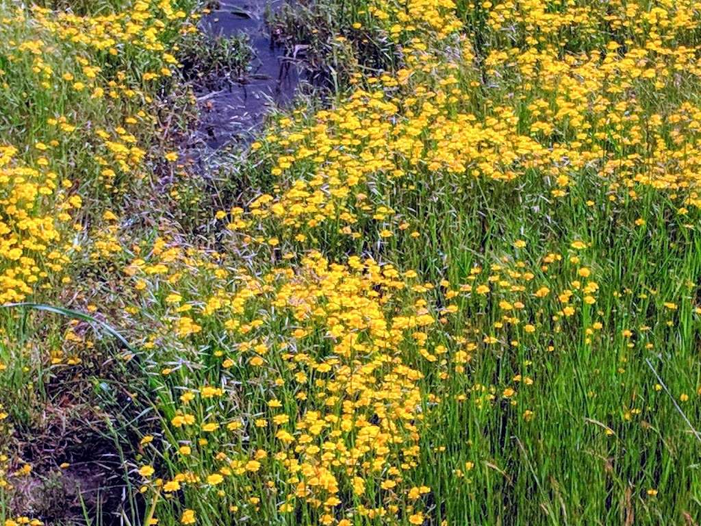 Jepson Prairie Preserve | 4845 Cook Ln, Dixon, CA 95620, USA