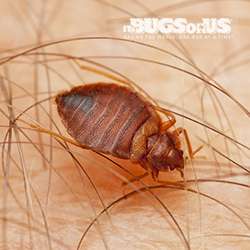 Its Bugs Or Us - San Antonio | 1014 Peabody Ave, San Antonio, TX 78211, USA | Phone: (210) 664-1847