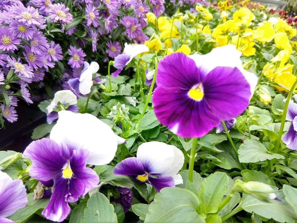 Countryside Nursery & Garden Center, 1604 Pulaski Hwy, Newark ...