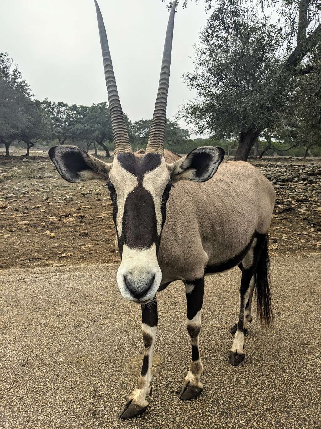 Natural Bridge Wildlife Ranch | 26515 Natural Bridge Caverns Rd, San Antonio, TX 78266, USA | Phone: (830) 438-7400