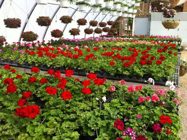 Harms Farm & Garden Center | 4727 W Crystal Lake Rd, McHenry, IL 60050 | Phone: (815) 385-5385