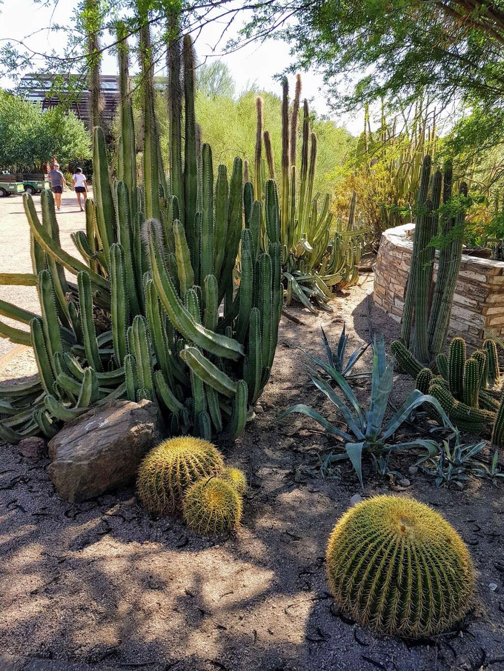 Desert Botanical Garden | Phoenix, AZ 85008, USA