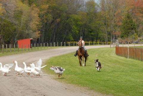 Been There Farm | 207 Magnolia Rd, Pemberton, NJ 08068 | Phone: (609) 894-1801