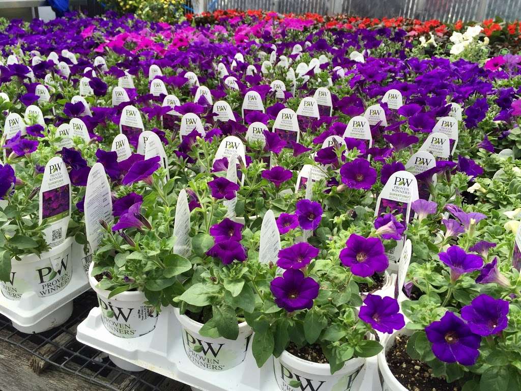 Ridgeway Garden Center | 454 Ridgeway, White Plains, NY 10605 | Phone: (914) 682-4848