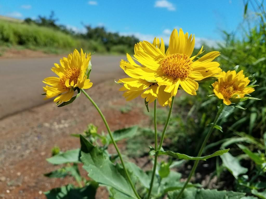 Waipiʻo Peninsula Soccer Park | 93-061 Waipio Point Access Rd, Waipahu, HI 96797, USA | Phone: (808) 678-0593