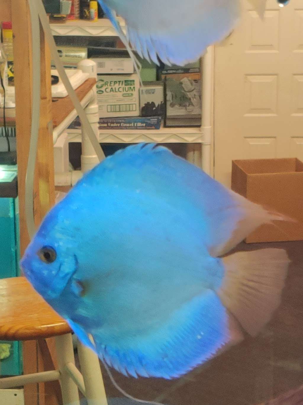 Fish Heads Aquatics Inc | 1758 SE 58th Ave, Ocala, FL 34480, USA | Phone: (352) 694-7855