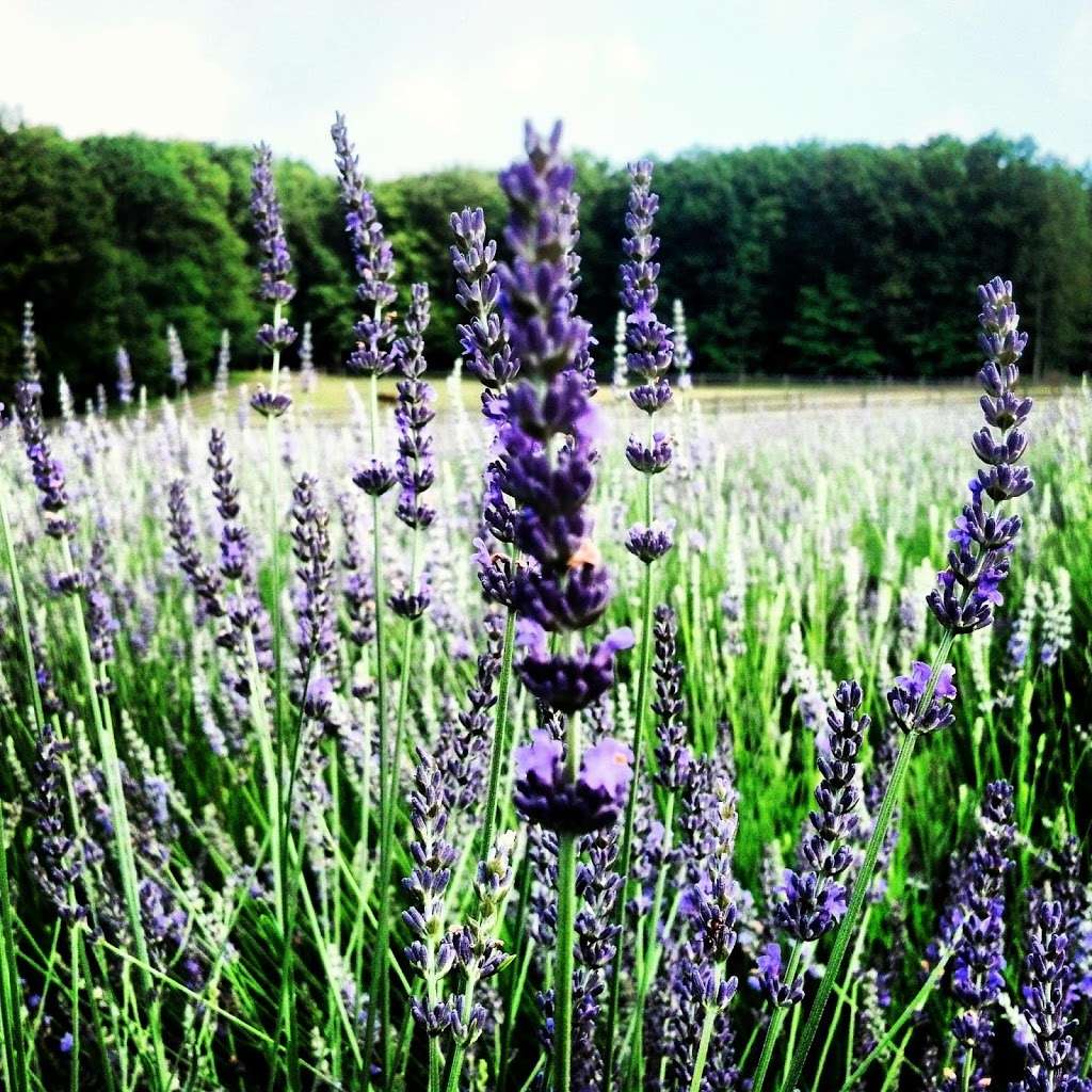 Hope Hill Lavender Farm LLC | 2375 Panther Valley Rd, Pottsville, PA 17901, USA | Phone: (570) 617-0851