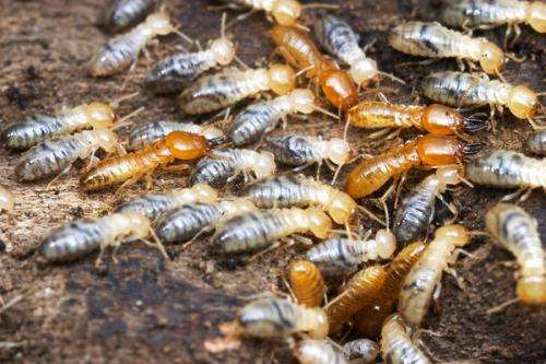 Home Services Pest Control, free termite inspection in Los Angel | 13703 Carpintero Ave, Bellflower, CA 90706, USA | Phone: (310) 922-3915