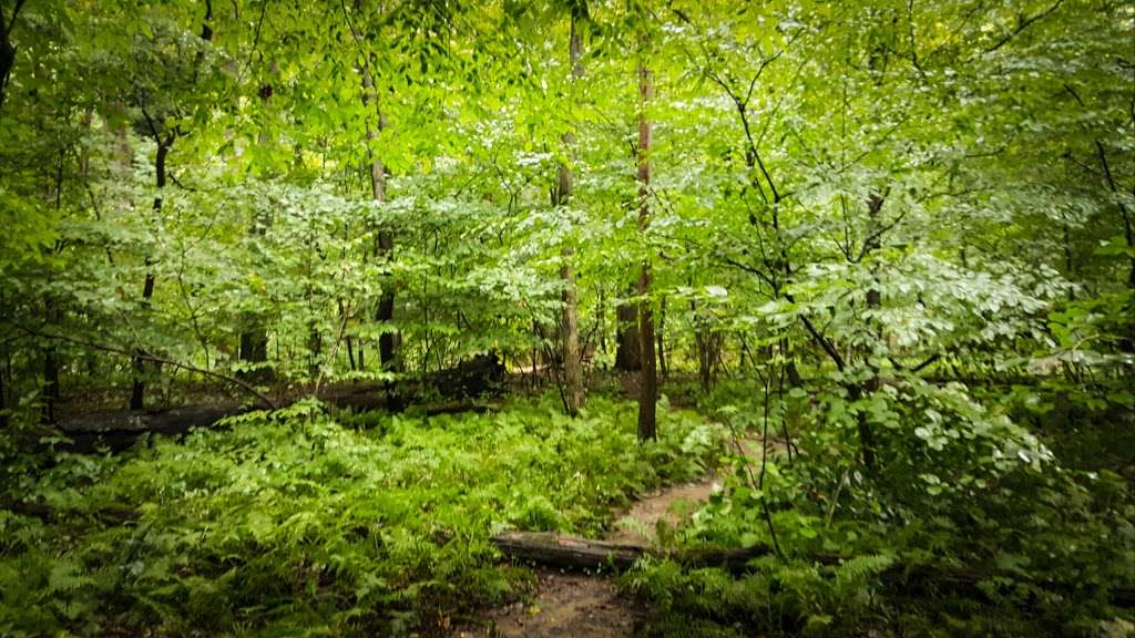 Scotts Run Stream Valley Park | McLean, VA 22102, USA