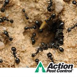 Action Pest Control | 8010 National Turnpike #400, Louisville, KY 40214, USA | Phone: (502) 585-5668