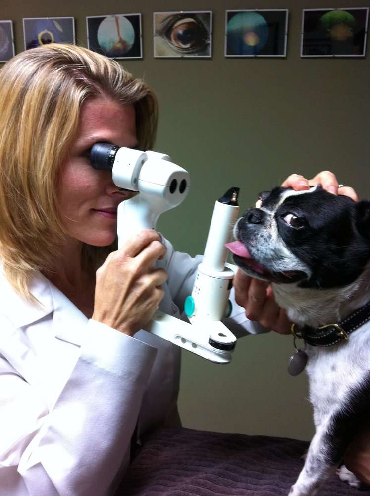 Eye Care for Animals | 150 N San Gabriel Blvd #100, Pasadena, CA 91107, USA | Phone: (626) 564-0202