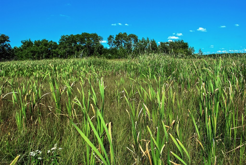 Pickerel Lake Fen State Natural Area | 101 S Webster St, Madison, WI 53703, USA | Phone: (608) 266-2621