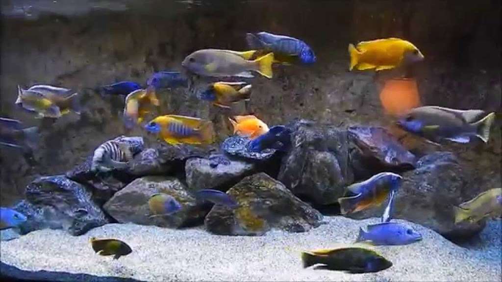 Pisces Exotic Pets | 9255 Base Line Rd suite q, Rancho Cucamonga, CA 91730 | Phone: (909) 755-5257