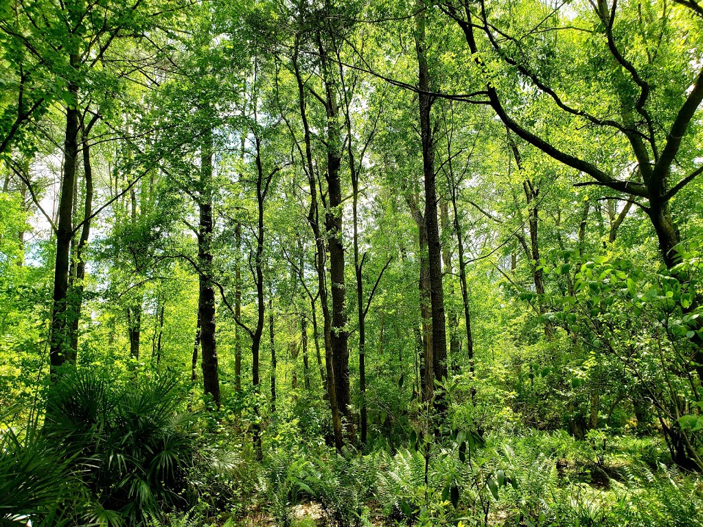 Georgia State University Perimeter College Native Plant Botanical Gardens | 3251 Panthersville Rd, Decatur, GA 30034, USA | Phone: (678) 891-2668