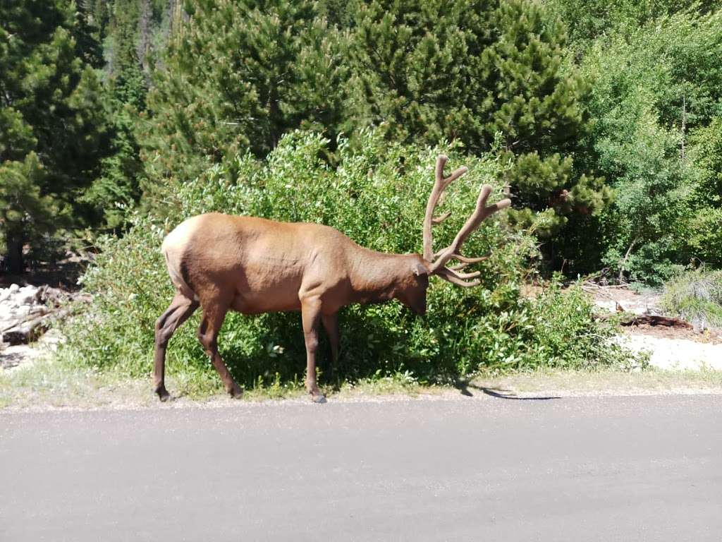 Colorado Wilderness Rides And Guides | 6560 Odell Pl D, Boulder, CO 80301, USA | Phone: (720) 242-9828