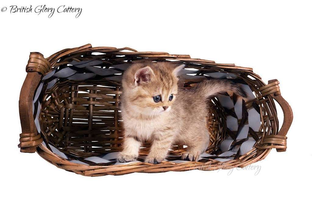 British Glory Cattery | 13907 Fair Glade Ct, Cypress, TX 77429, USA | Phone: (215) 966-9718