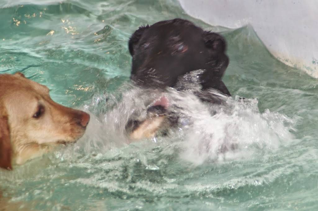 Canine Spa Dog Swimming | 140 Ore Bank Rd, Dillsburg, PA 17019, USA | Phone: (717) 574-5032