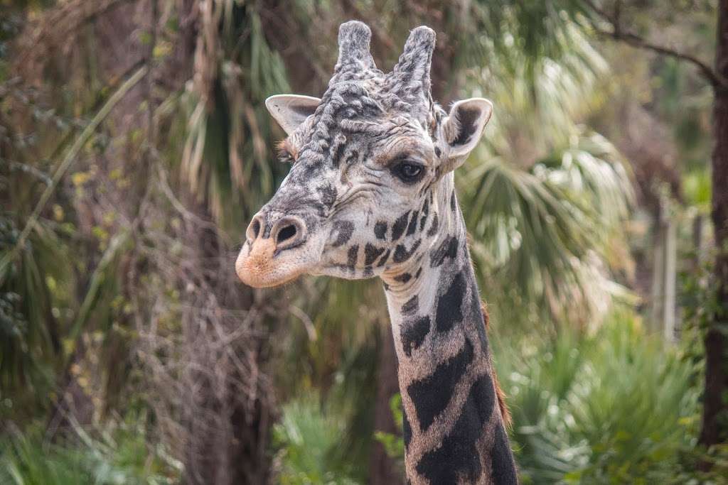 Brevard Zoo | 8225 N Wickham Rd, Melbourne, FL 32940, USA | Phone: (321) 254-9453