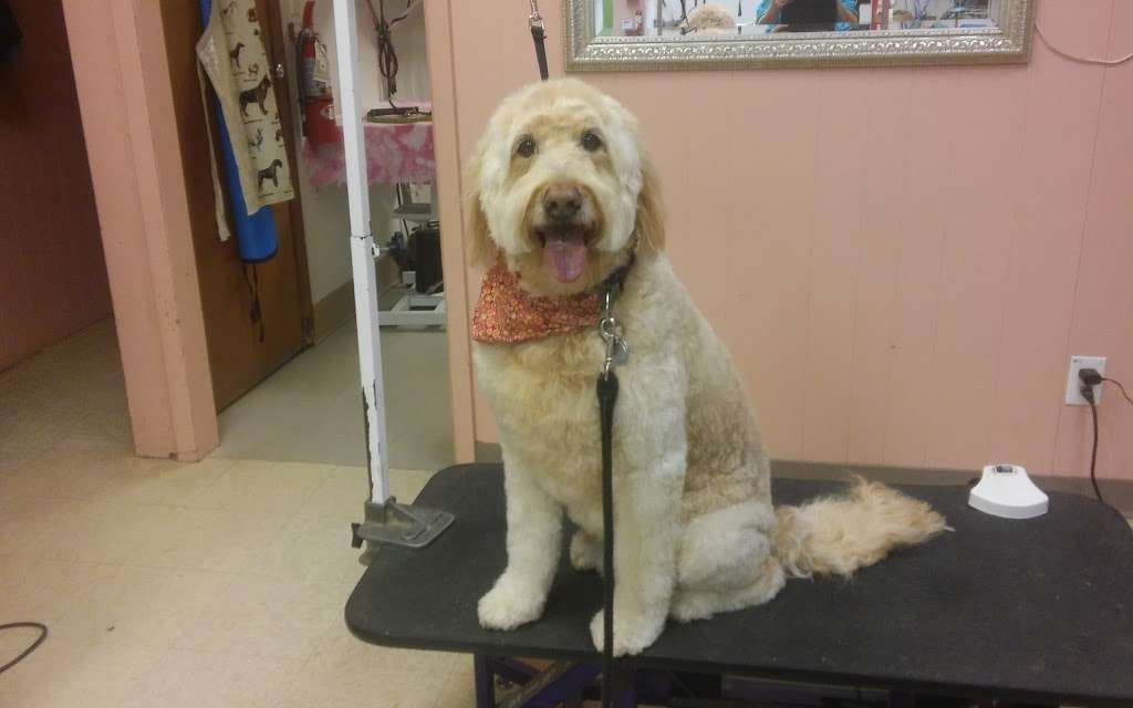 Paws Pet Grooming | 1905 NJ-33 #7, Trenton, NJ 08690 | Phone: (609) 586-9860