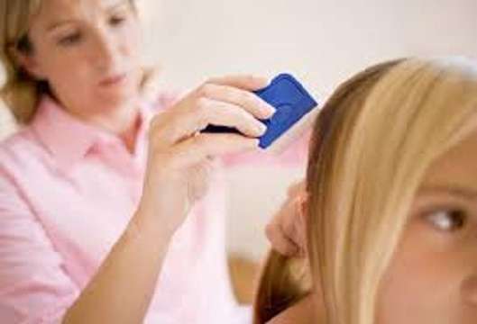 All Natural Lice Removal Service | 14 Banquo Brae Rd, Brookfield, CT 06804 | Phone: (203) 702-3379