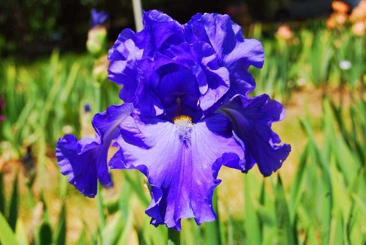 Pleasants Valley Iris Farm | 7317 Pleasants Valley Rd, Vacaville, CA 95688, USA | Phone: (707) 451-3367