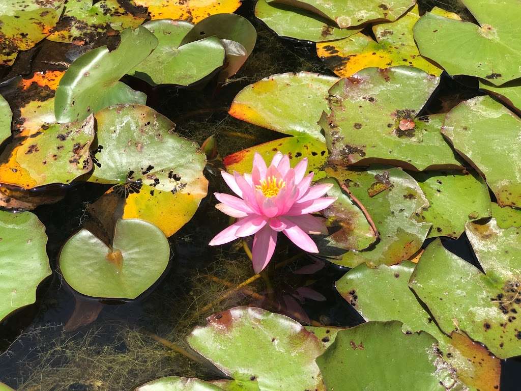 Van Ness Water Gardens Store 2460 N Euclid Ave Upland Ca