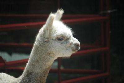 Secret World Alpacas | 7453 Todds Wharf Rd, Preston, MD 21655, USA | Phone: (410) 310-9423